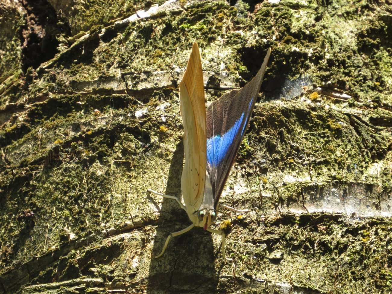 Prepona-de-um-ponto (Archaeoprepona demophon), insetos, fotografado em Maresias, São Sebastião