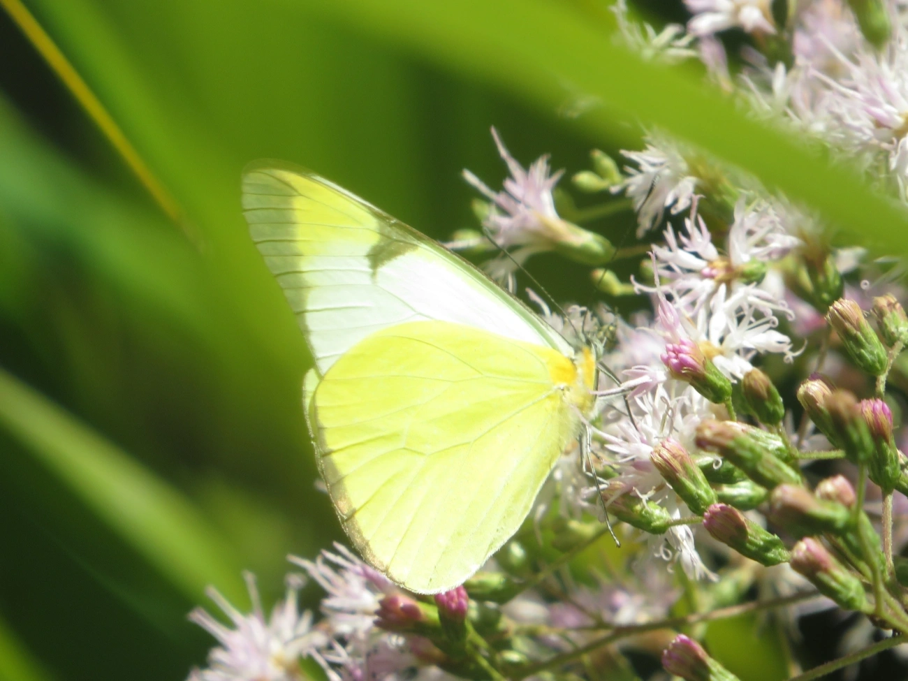 Branca-comum (Melete lycimnia), insetos, fotografado em Maresias, São Sebastião