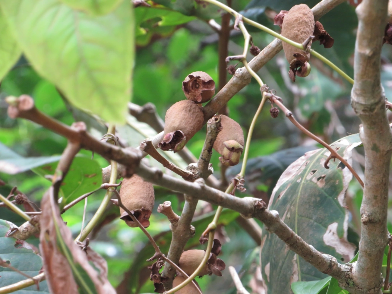 Pitangas (Eugenia), plantas, fotografado em Maresias, São Sebastião