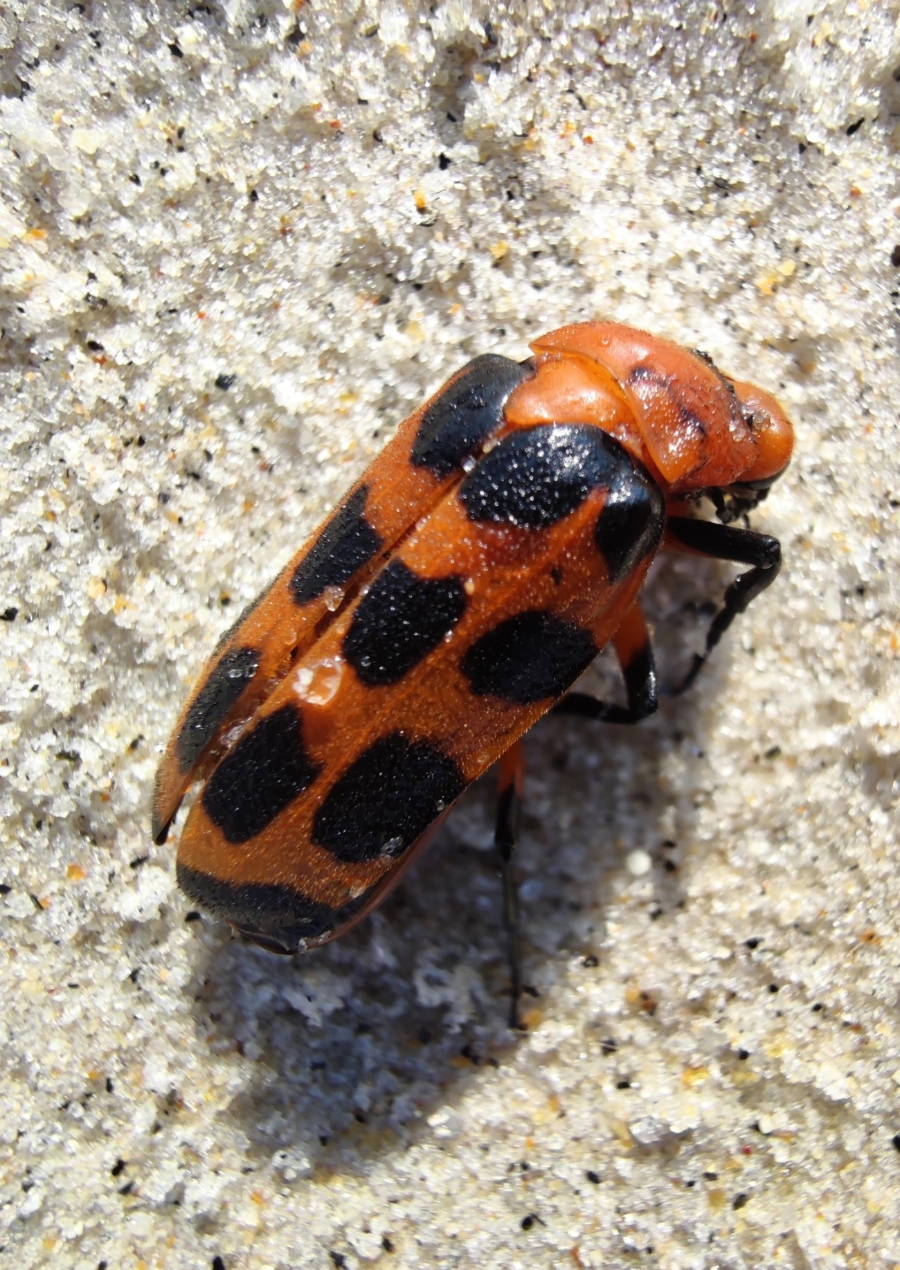 Arrebenta-boi (Cissites maculata), insetos, fotografado em Maresias, São Sebastião