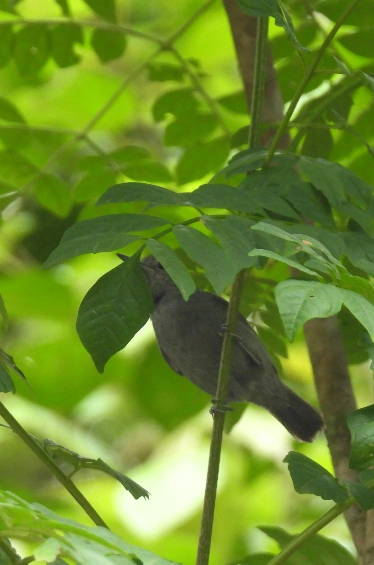 Choquinha-Cinzenta (Myrmotherula unicolor), aves, fotografado em São Sebastião