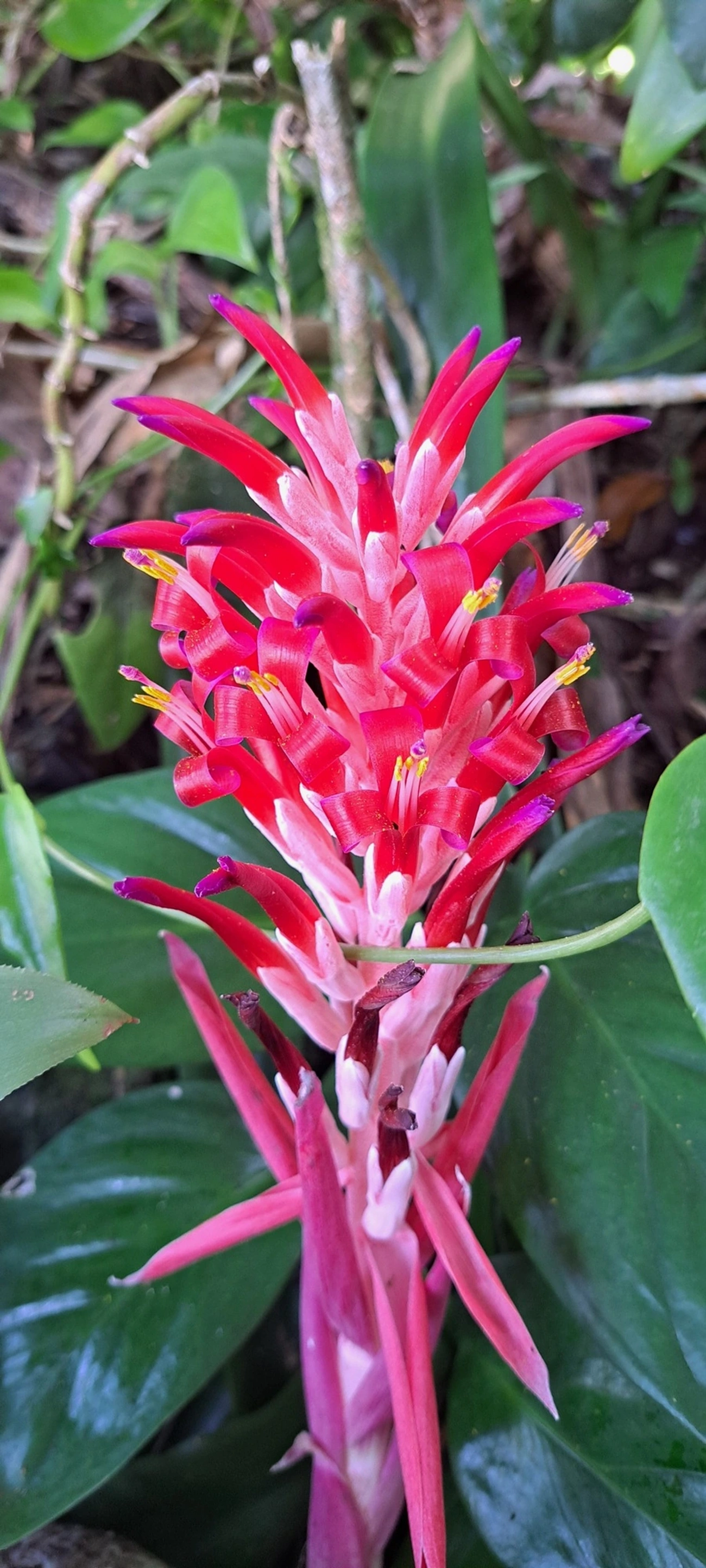Bromélia-tocha (Billbergia pyramidalis), plantas, fotografado em Maresias, São Sebastião