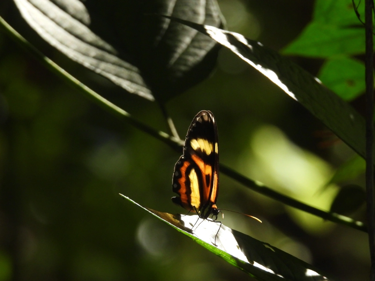 Borboleta-vidro (Pagyris euryanassa), insetos, fotografado em Pedra Selada