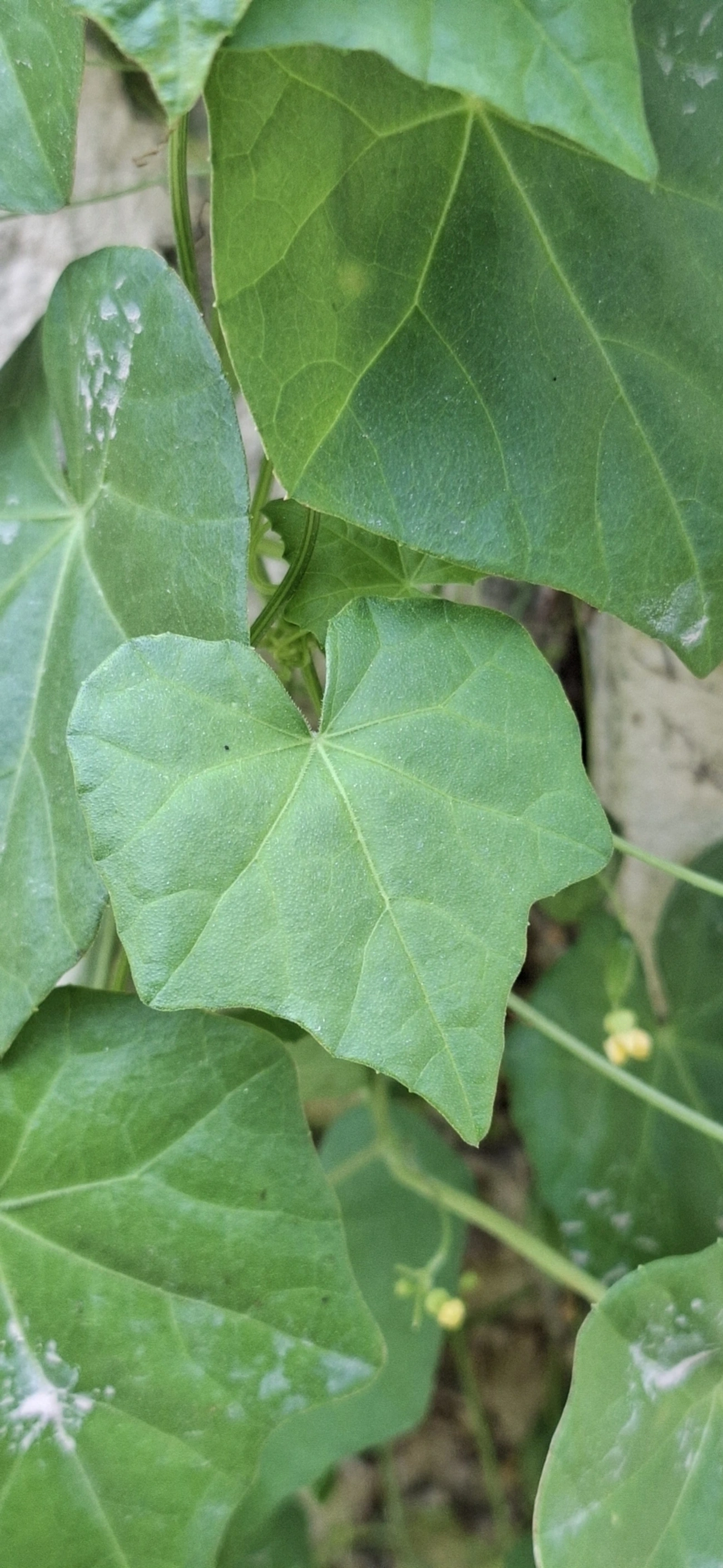 Abóbora-do-mato (Melothria pendula), plantas, fotografado em Maresias, São Sebastião