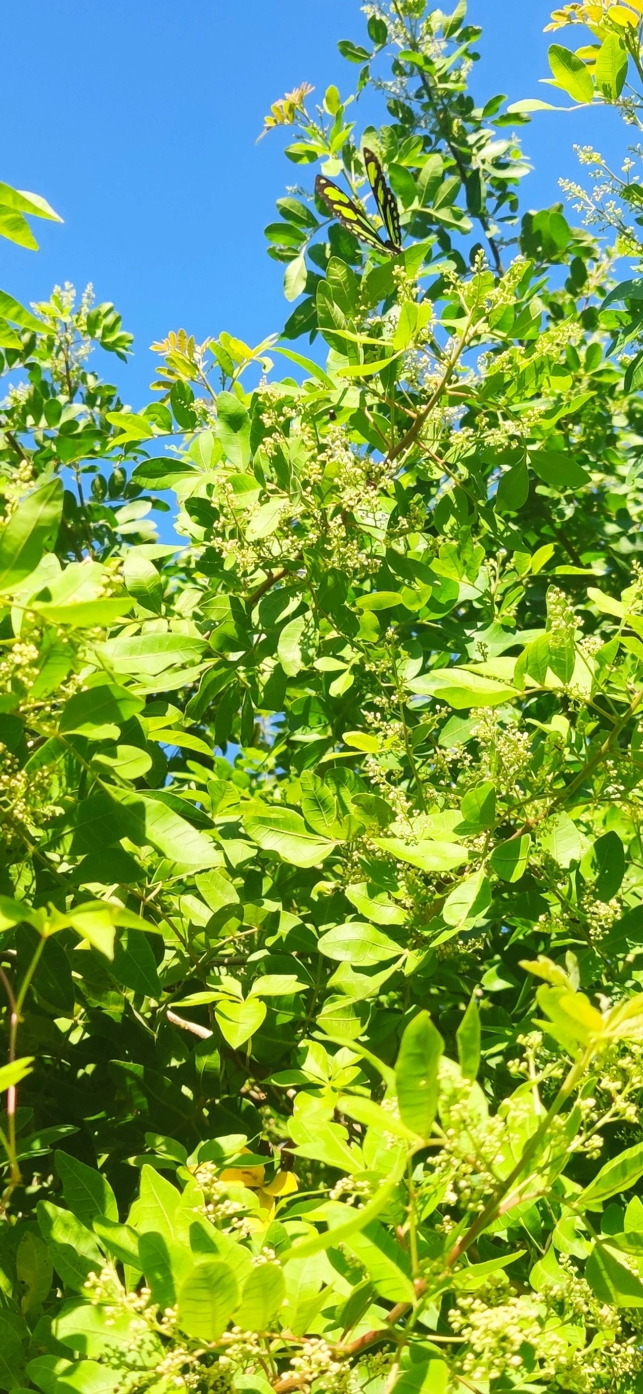Borboleta-malaquita (Siproeta stelenes), insetos, fotografado em Maresias, São Sebastião
