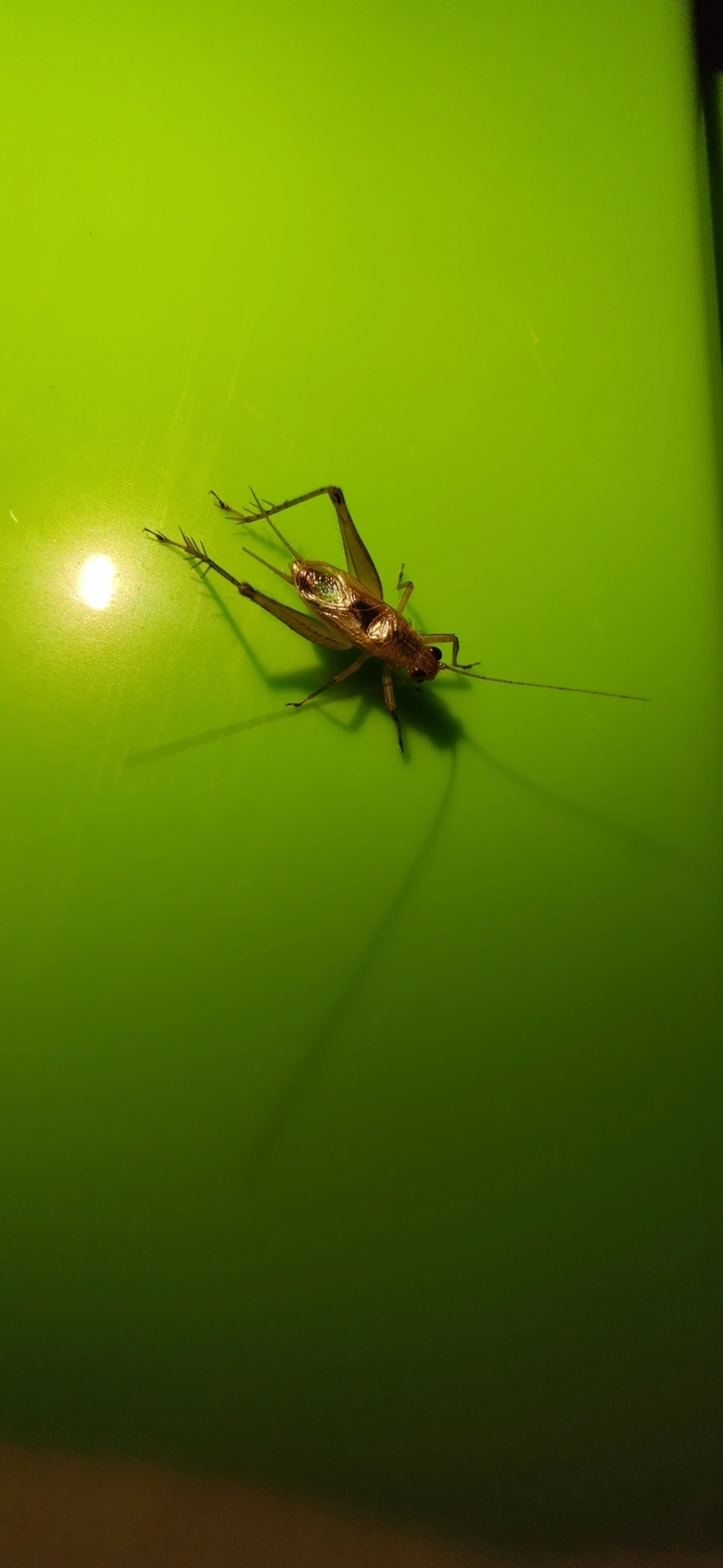 Anaxipha, insetos, fotografado em Maresias, São Sebastião