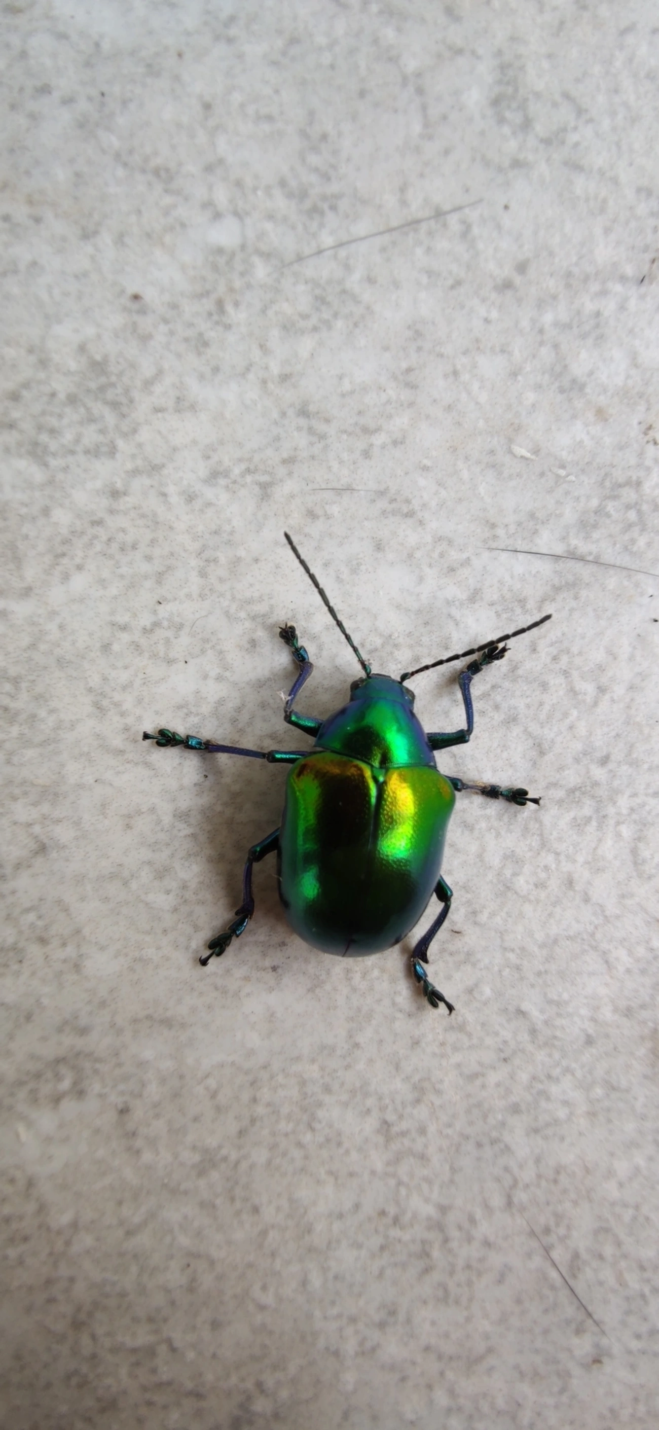 Eumolpus ignitus, insetos, fotografado em Maresias, São Sebastião