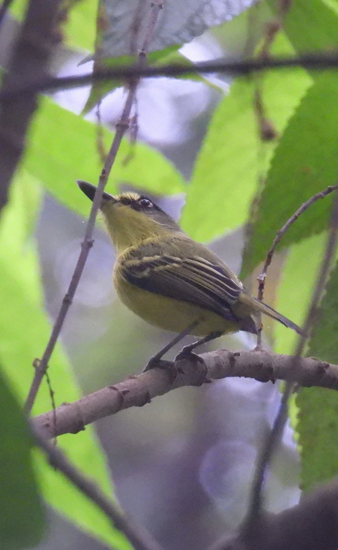 Teque-teque (Todirostrum poliocephalum), aves, fotografado em Maresias, São Sebastião
