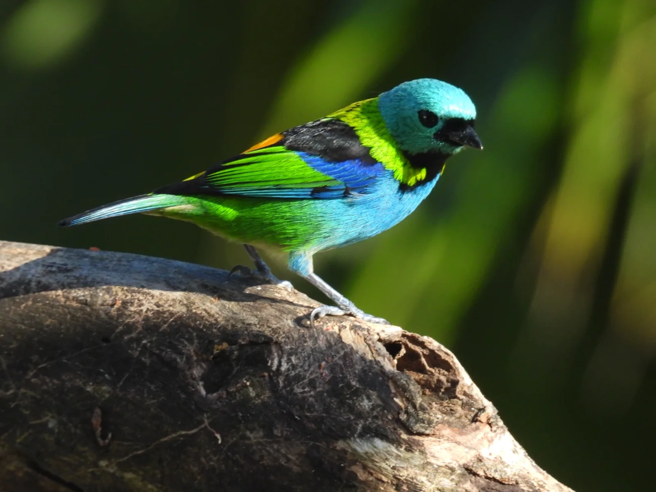 Saíra-sete-cores (Tangara seledon), aves, fotografado em Maresias, São Sebastião