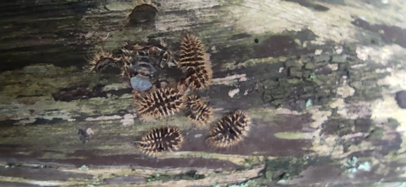 Besouros (Coleoptera), insetos, fotografado em Maresias, São Sebastião