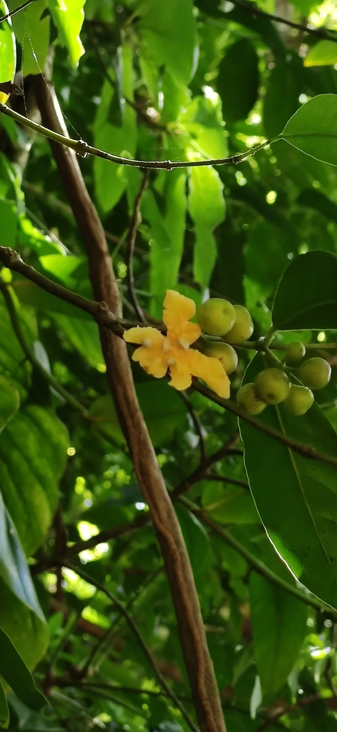 Angiospermas (Angiospermae), plantas, fotografado em Maresias, São Sebastião