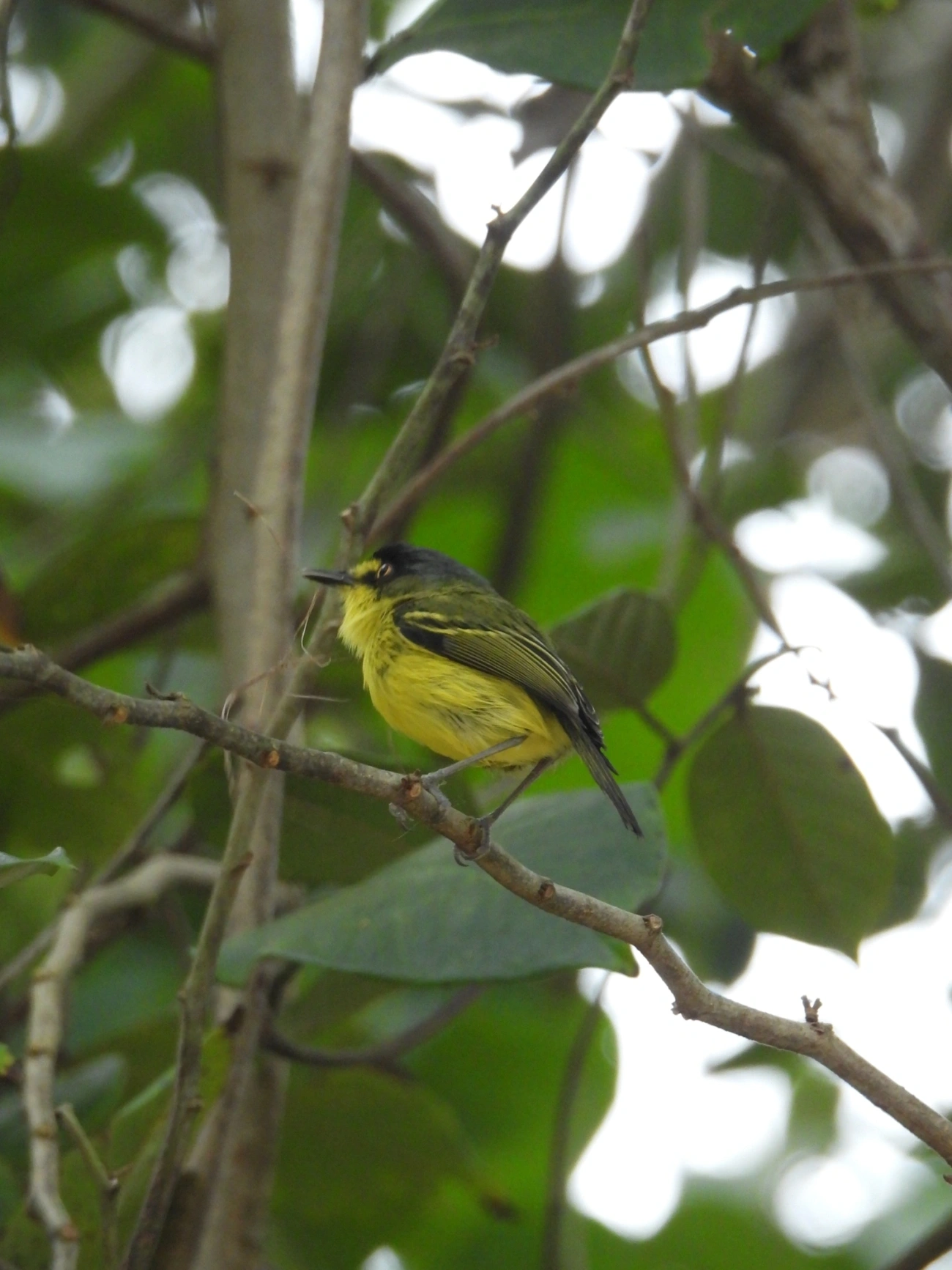 Teque-teque (Todirostrum poliocephalum), aves, fotografado em Maresias, São Sebastião