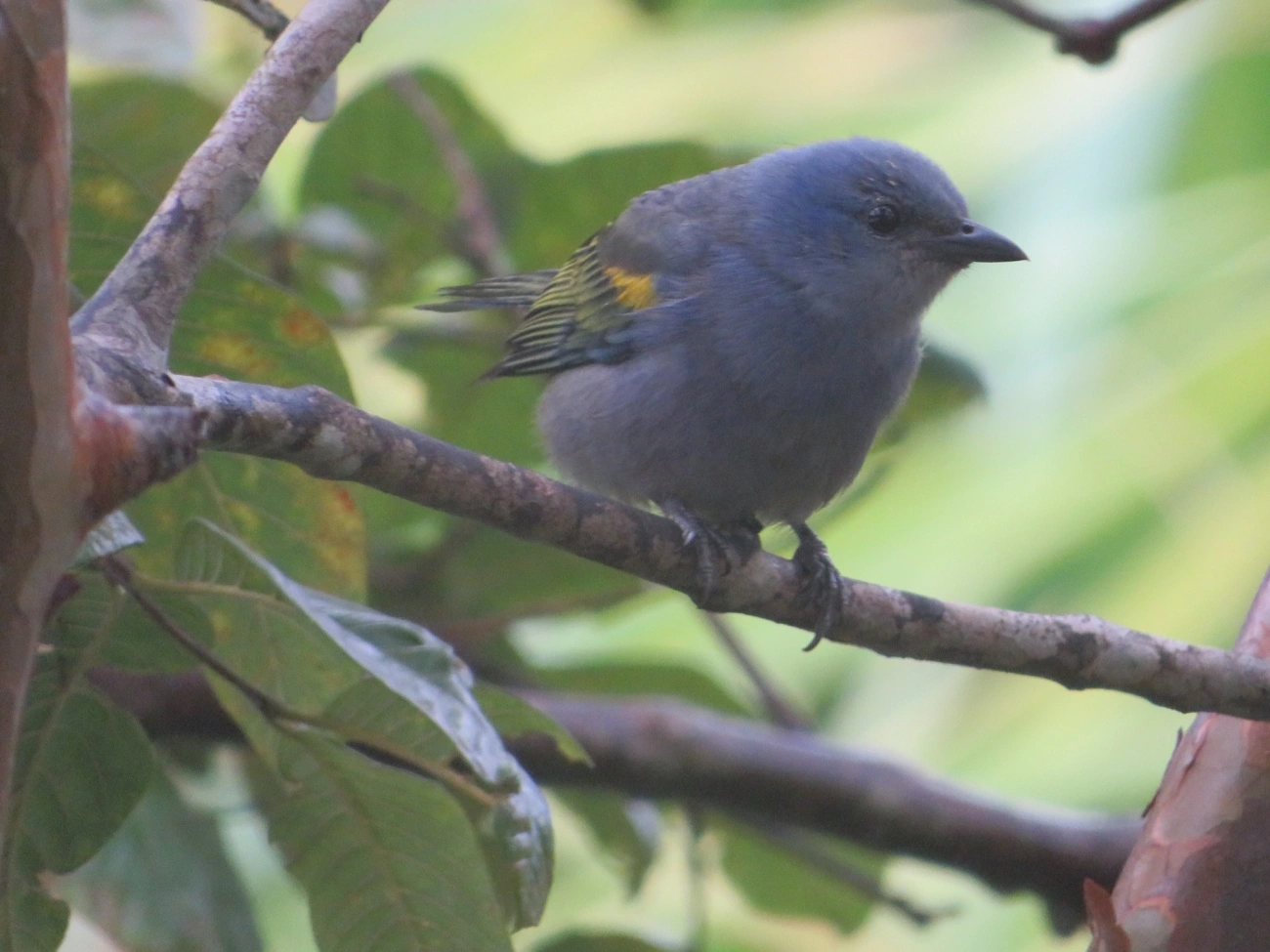 Sanhaçu-de-encontro-amarelo (Thraupis ornata), aves, fotografado em Maresias, São Sebastião