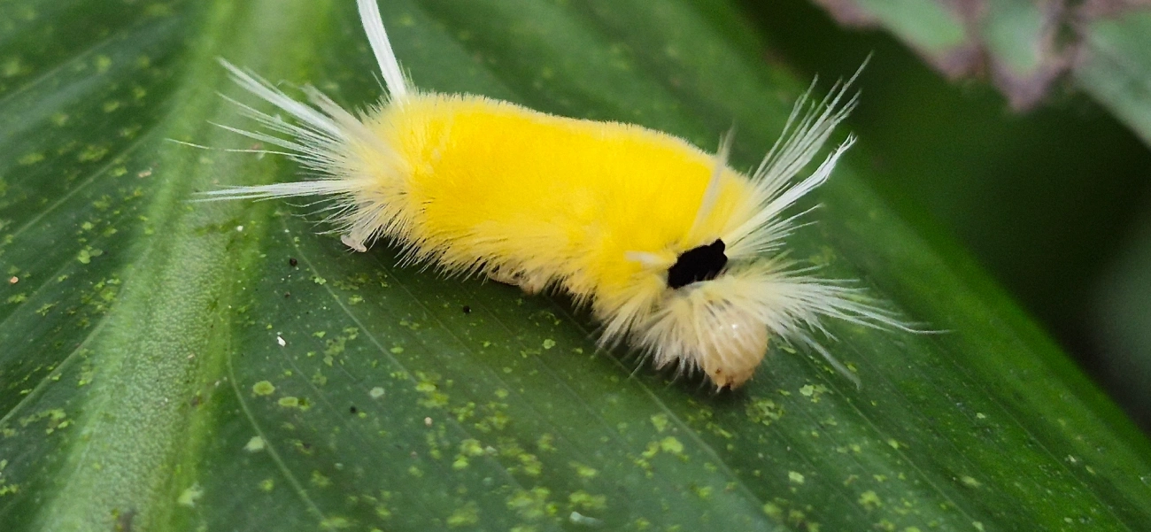 Lophocampa, insetos, fotografado em Camburí, São Sebastião