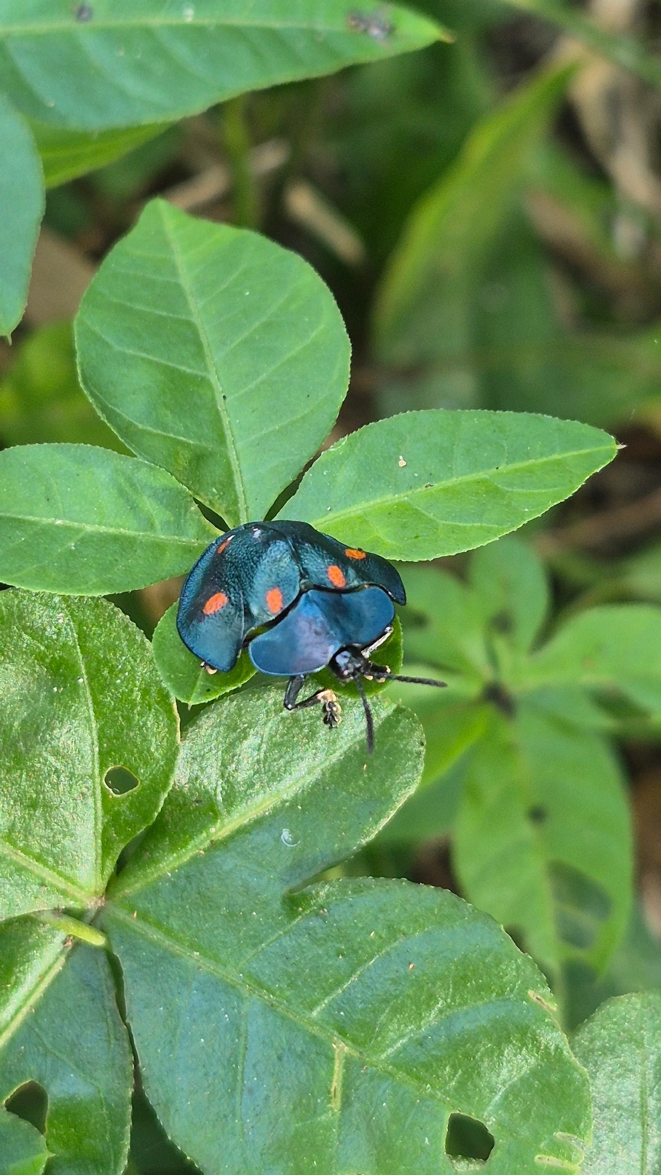 Besouro-tartaruga (Cyrtonota sexpustulata), insetos, fotografado em Boiçucanga, São Sebastião