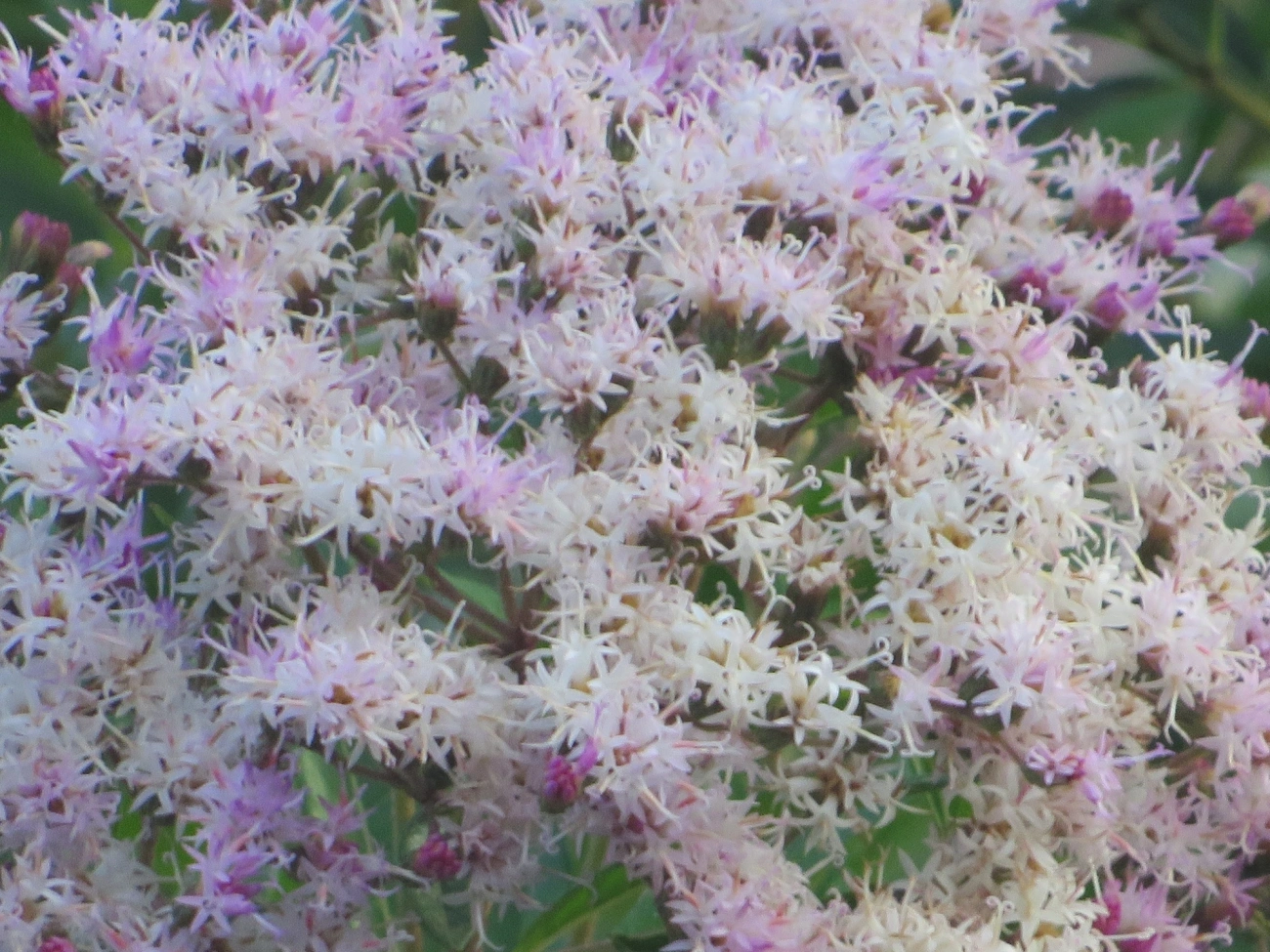 Assa-peixes (Vernonanthura), plantas, fotografado em Maresias, São Sebastião