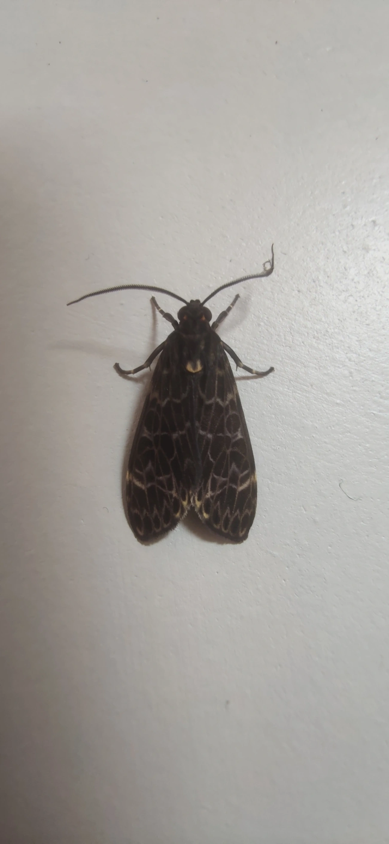 Stollius sylvius, insetos, fotografado em Maresias, São Sebastião