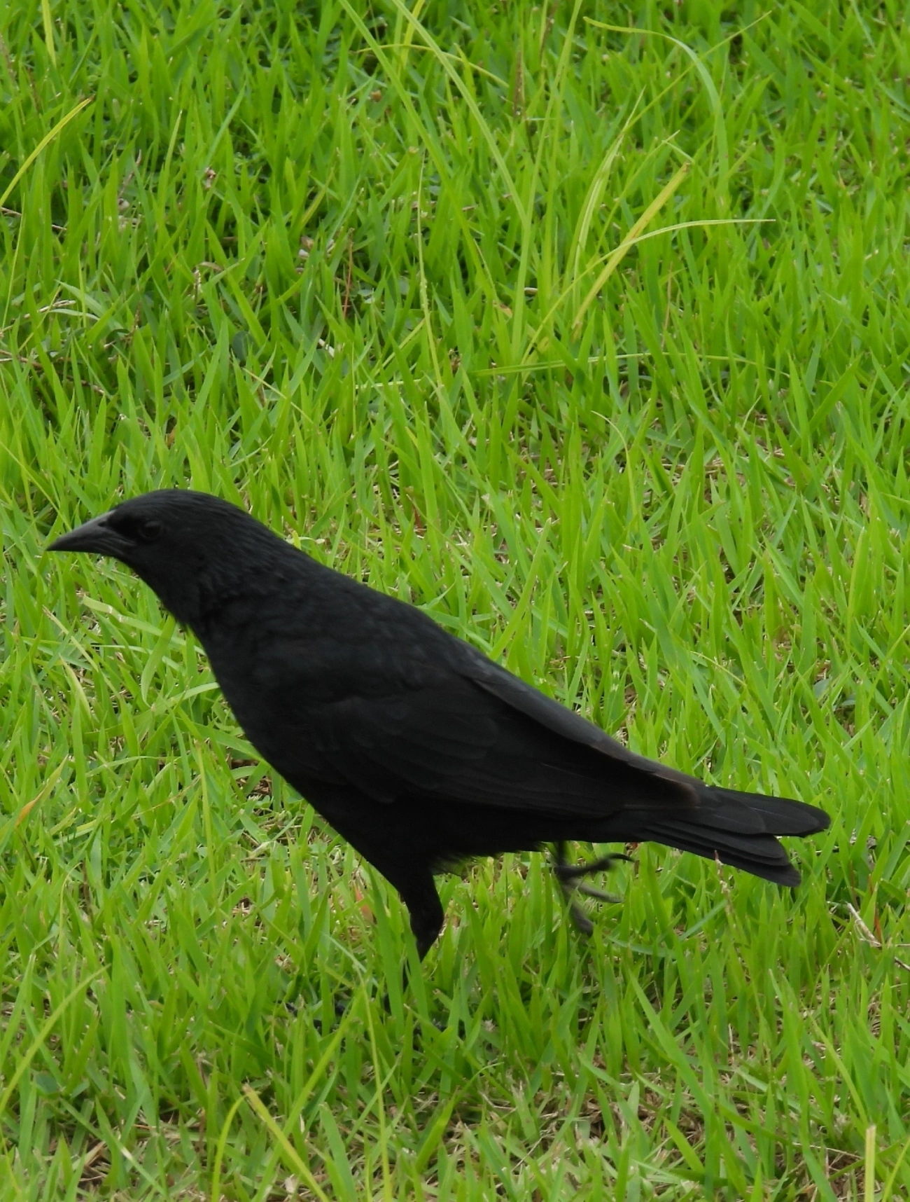 Pássaro-preto (Gnorimopsar chopi), aves, fotografado em Indaiá, Caraguatatuba