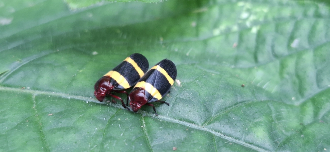 Sphenorhina rubra, insetos, fotografado em Paúba, São Sebastião