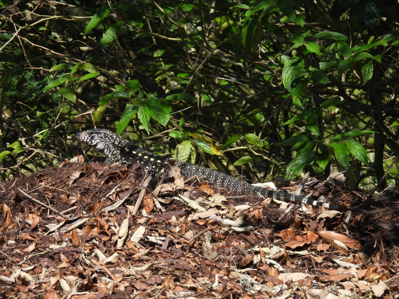Teiú (Salvator merianae), répteis, fotografado em São Luíz do Paraitinga