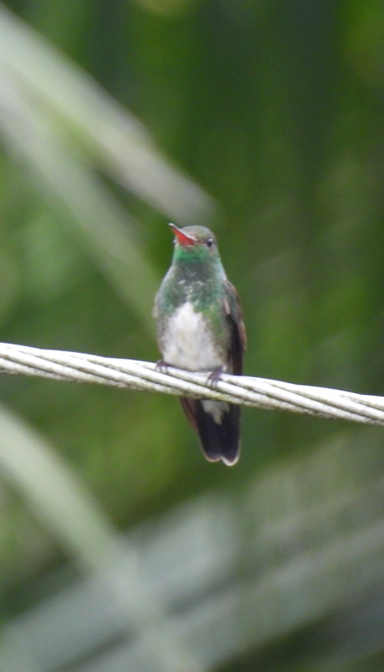 Beija-flor-de-garganta-verde (Chionomesa fimbriata), aves, fotografado em Maresias, São Sebastião