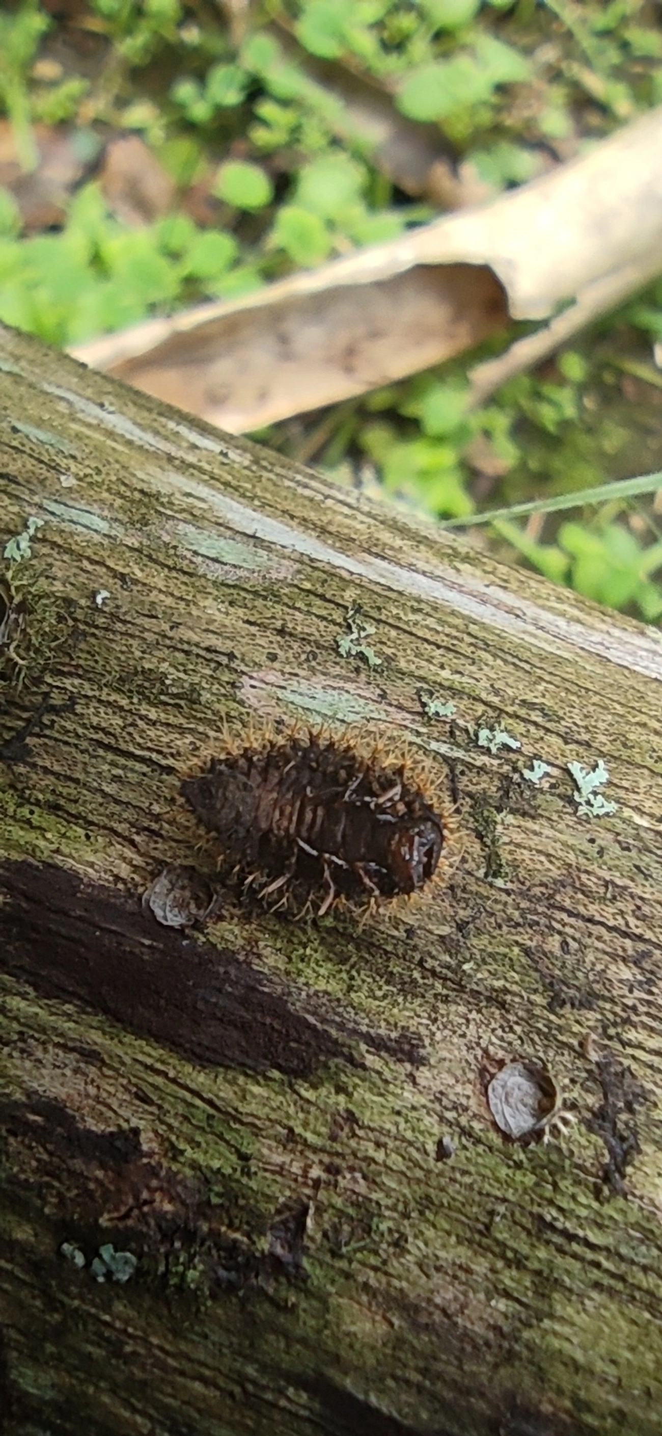 Besouros (Coleoptera), insetos, fotografado em Maresias, São Sebastião