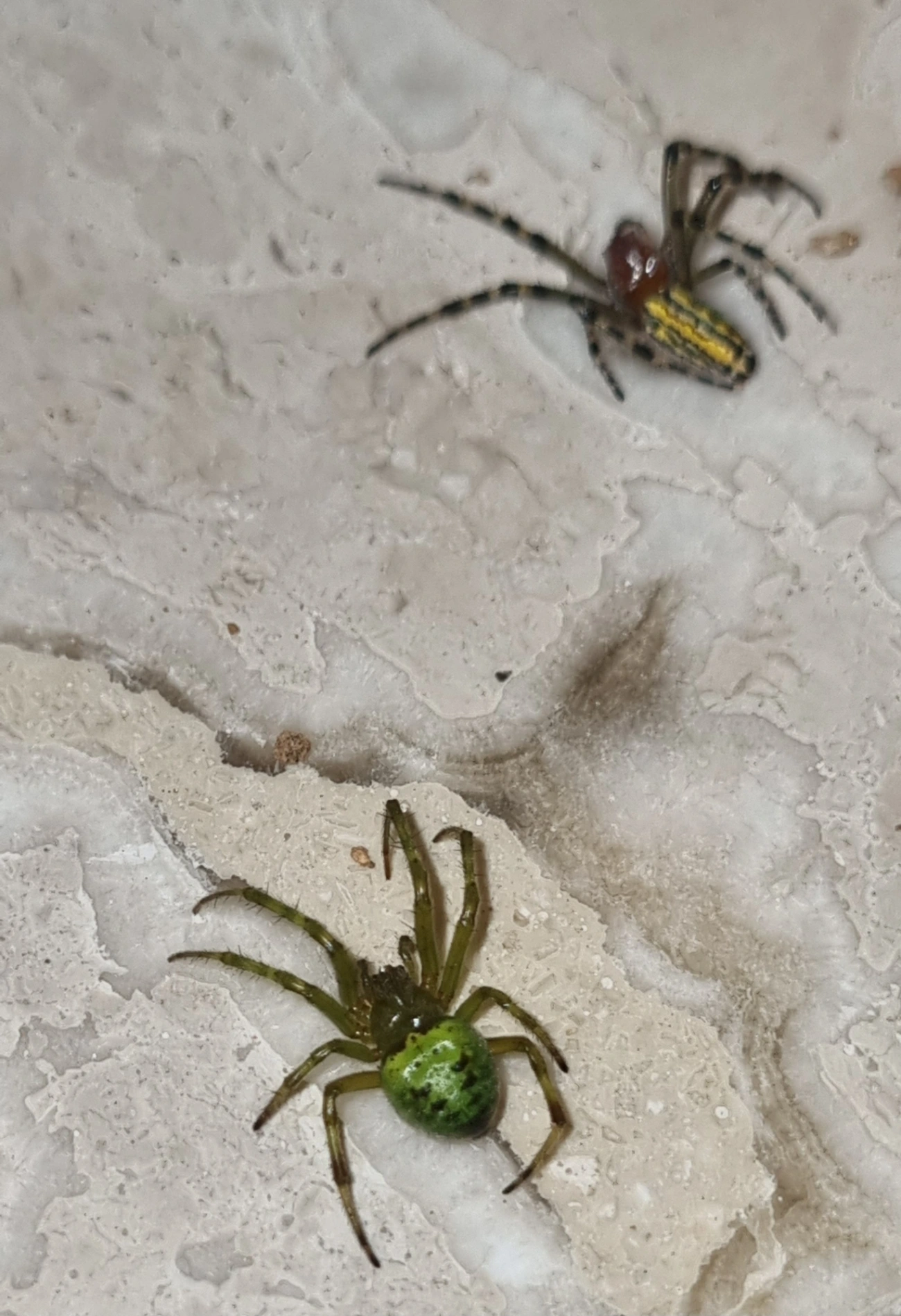 Aranhas orbitelares (Araneidae), aracnídeos, fotografado em Maresias, São Sebastião