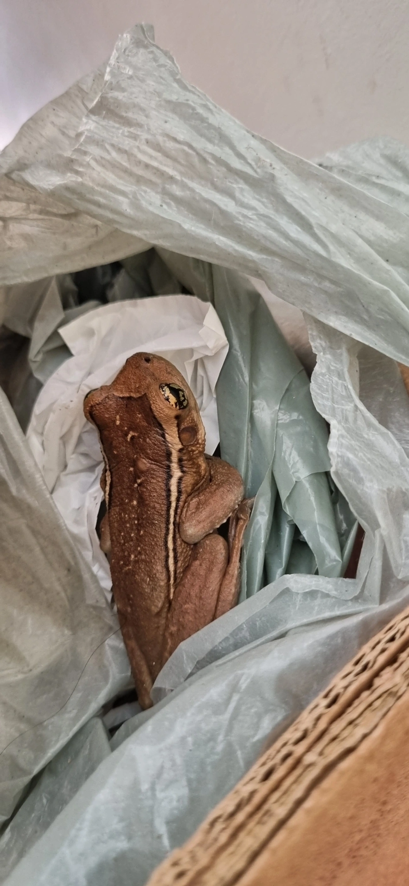 Perereca-grudenta (Trachycephalus mesophaeus), anfíbios, fotografado em Maresias, São Sebastião