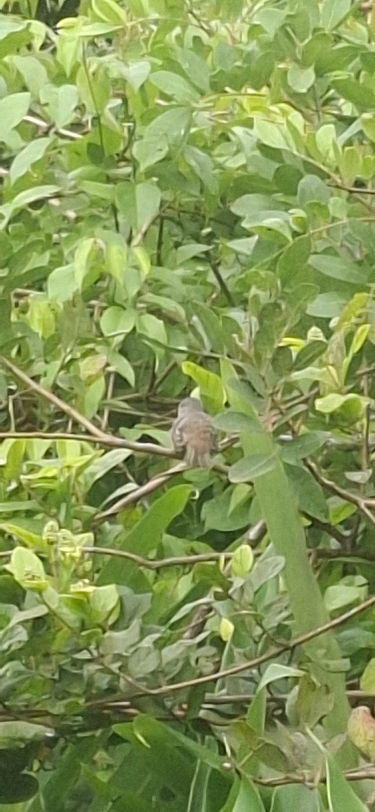 Aves (Aves), aves, fotografado em Maresias, São Sebastião