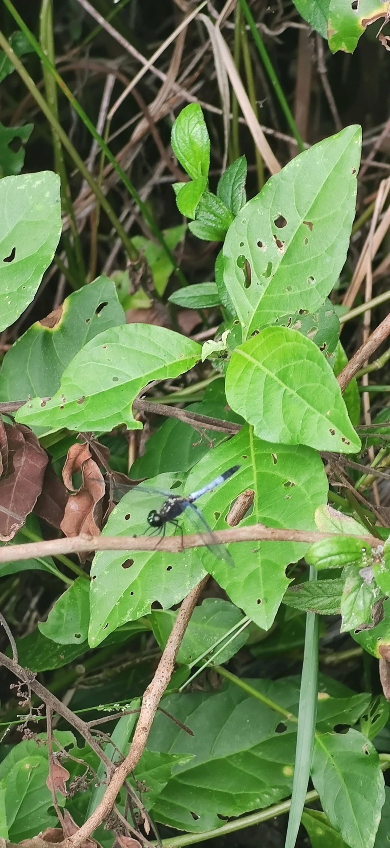 Erythrodiplax avittata, insetos, fotografado em Maresias, São Sebastião