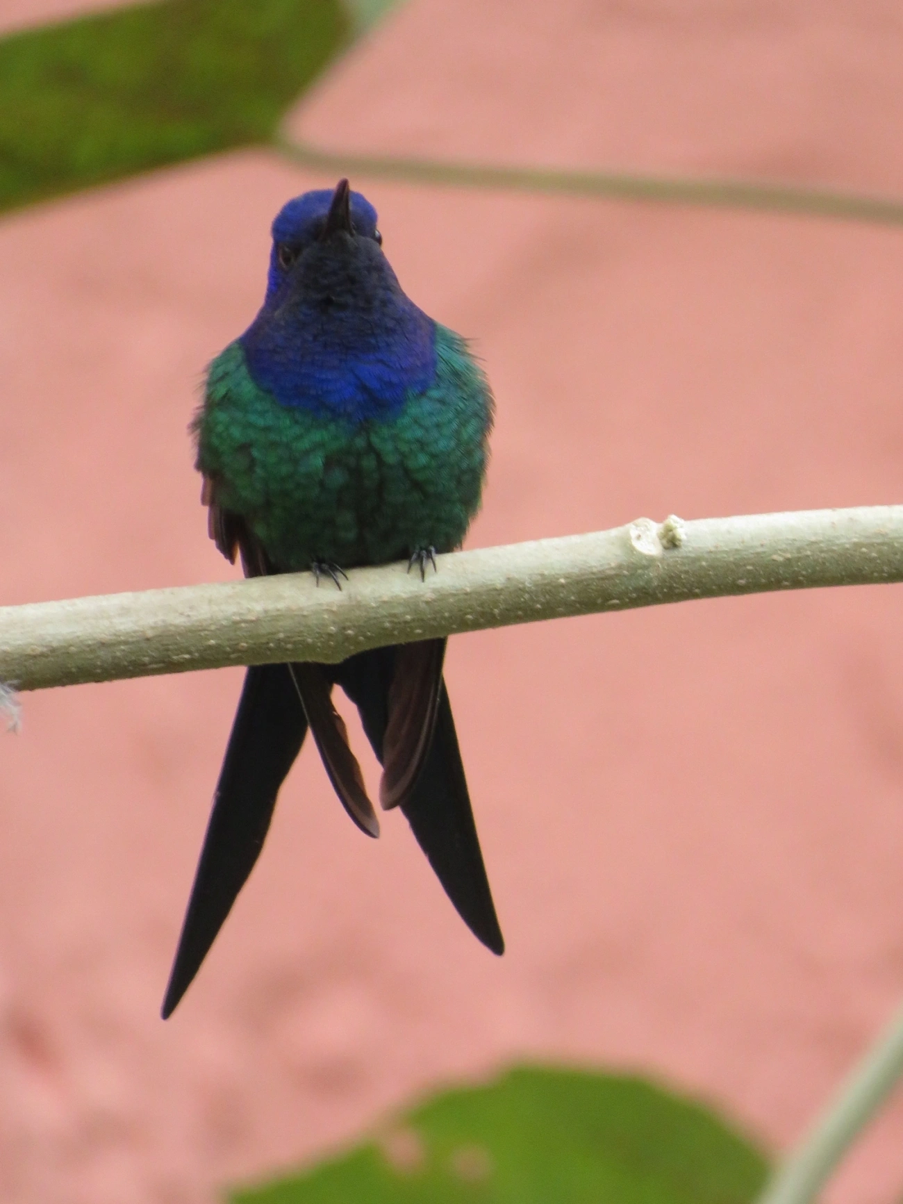 Beija-flor-tesoura (Eupetomena macroura), aves, fotografado em Maresias, São Sebastião