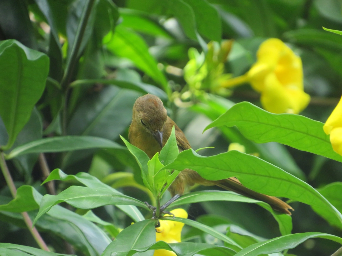 Tiê-galo (Loriotus cristatus), aves, fotografado em Maresias, São Sebastião