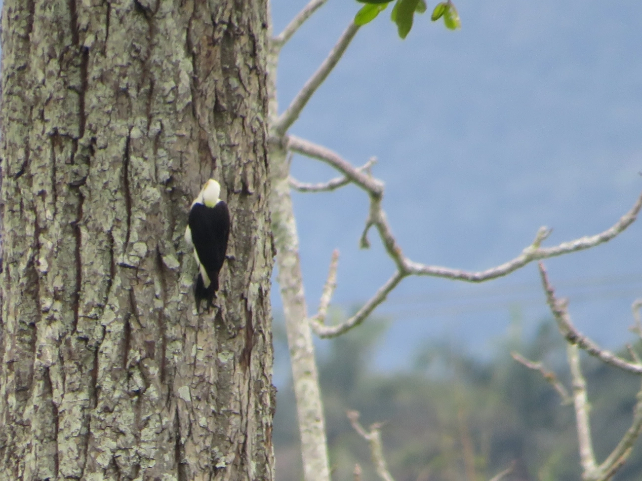 Pica-pau-branco (Melanerpes candidus), aves, fotografado em Maresias, São Sebastião