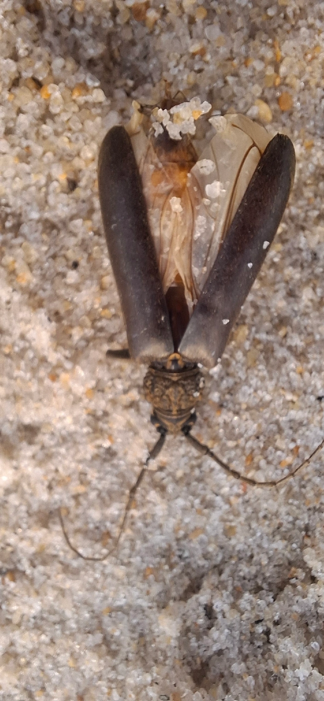 Cerambycinae, insetos, fotografado em Maresias, São Sebastião