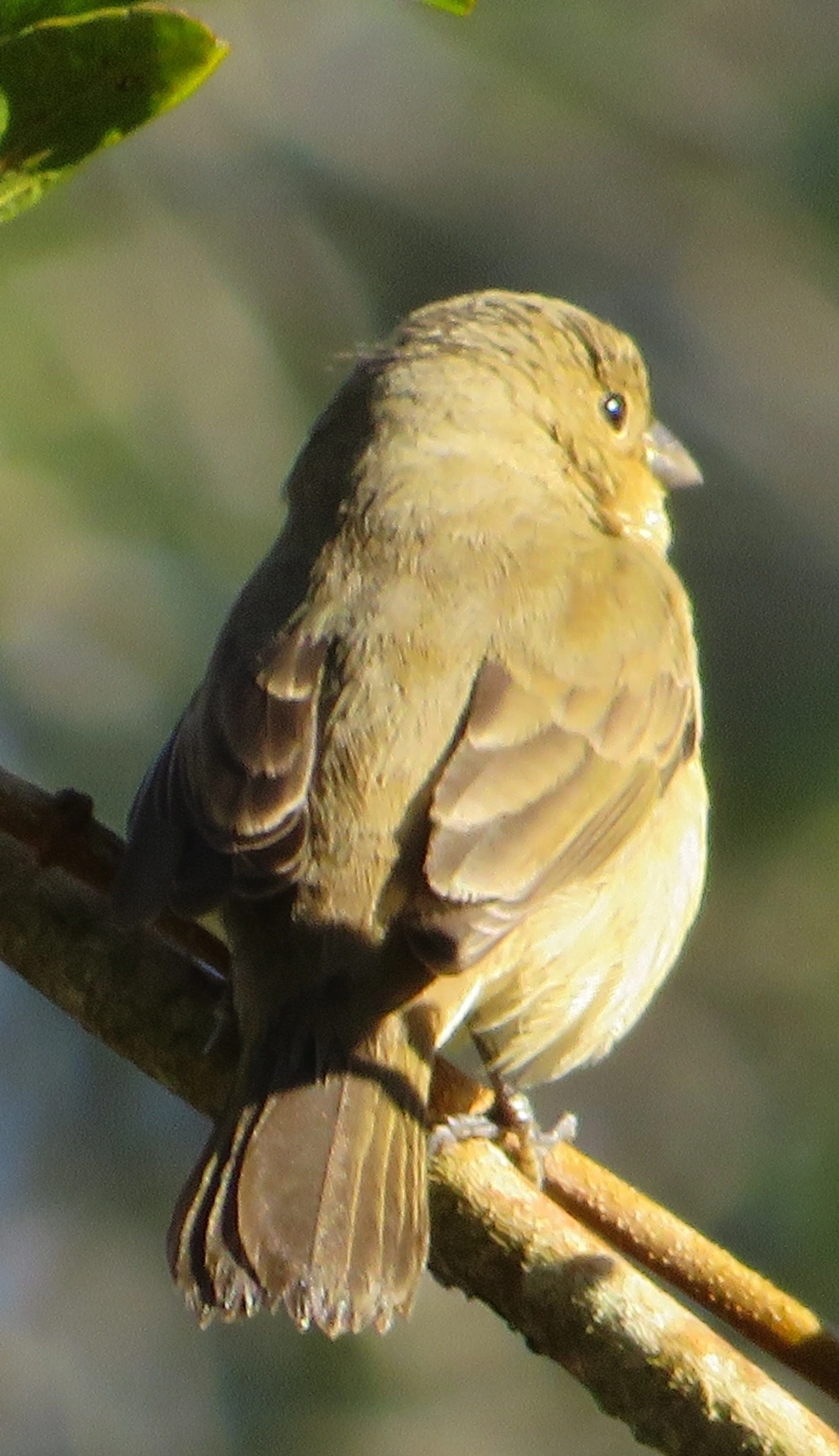 Caboclinhos e Papa-capins (Sporophila), aves, fotografado em Maresias, São Sebastião