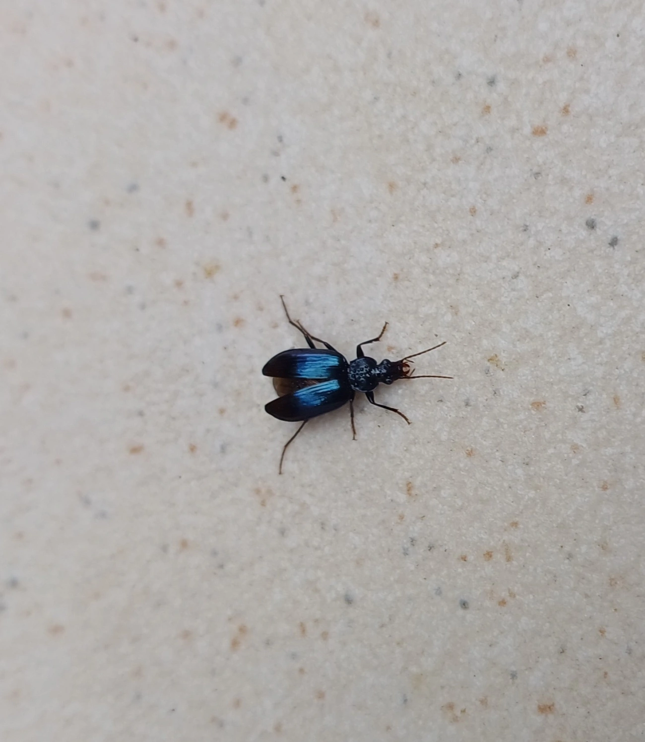 Glyptolenus, insetos, fotografado em Maresias, São Sebastião