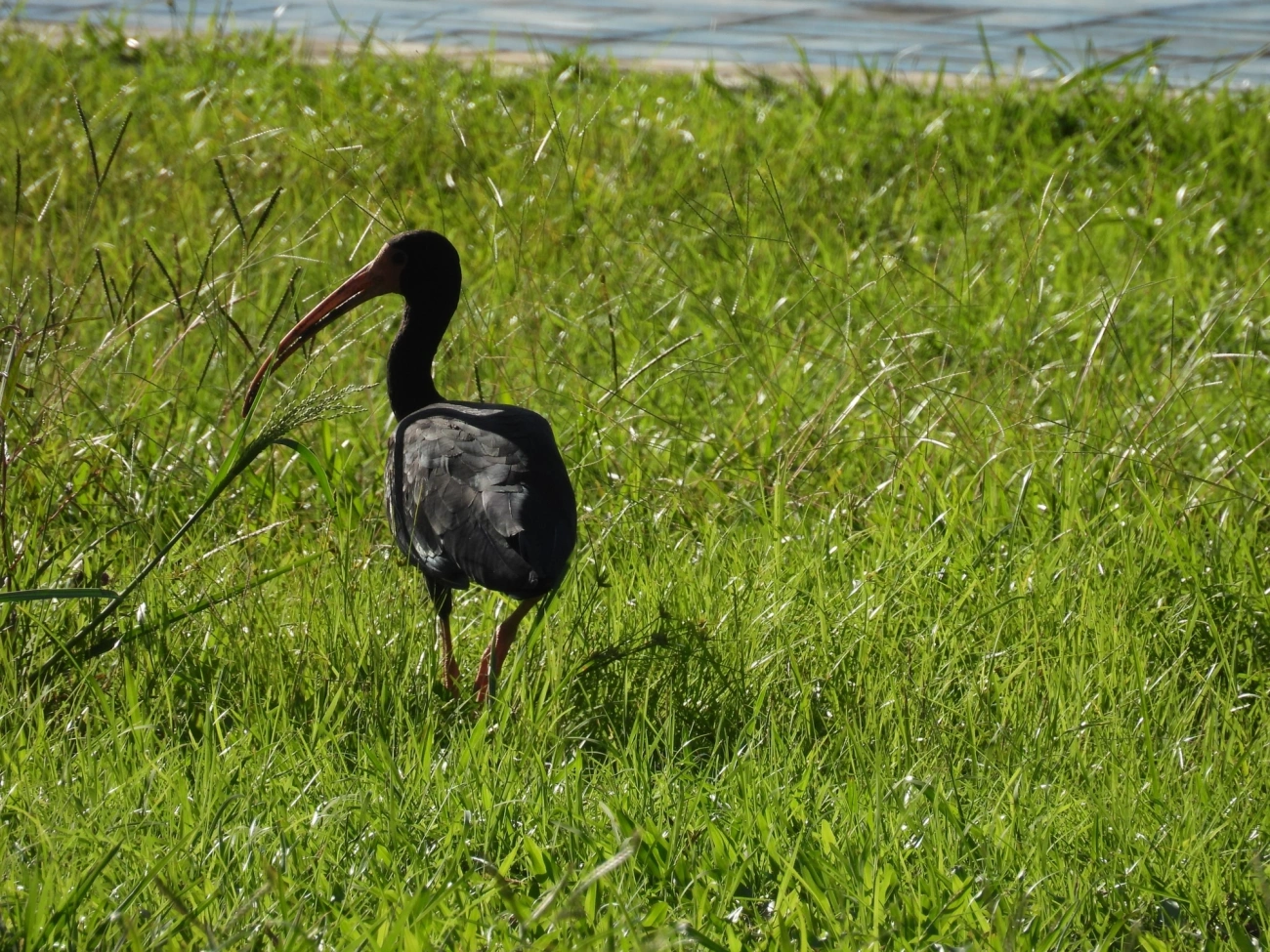 Tapicuru (Phimosus infuscatus), aves, fotografado em Camburí, São Sebastião