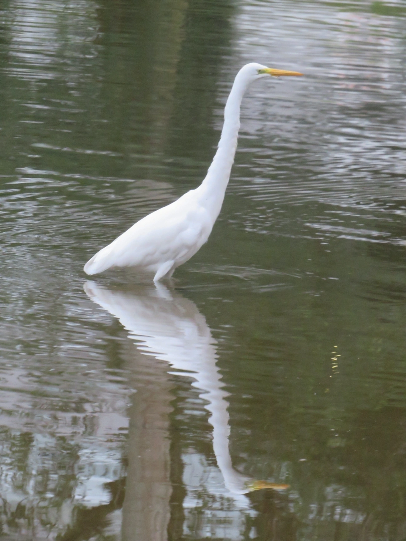 Garça-branca-grande (Ardea alba), aves, fotografado em Indaiá, Caraguatatuba
