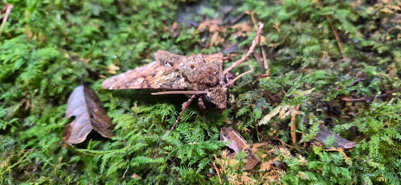 Esfinge-de-Duponchel (Cocytius duponchel), insetos, fotografado em Camburí, São Sebastião