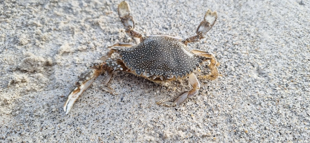Siri-pintado-do-Atlântico (Arenaeus cribrarius), crustáceos, fotografado em São Sebastião