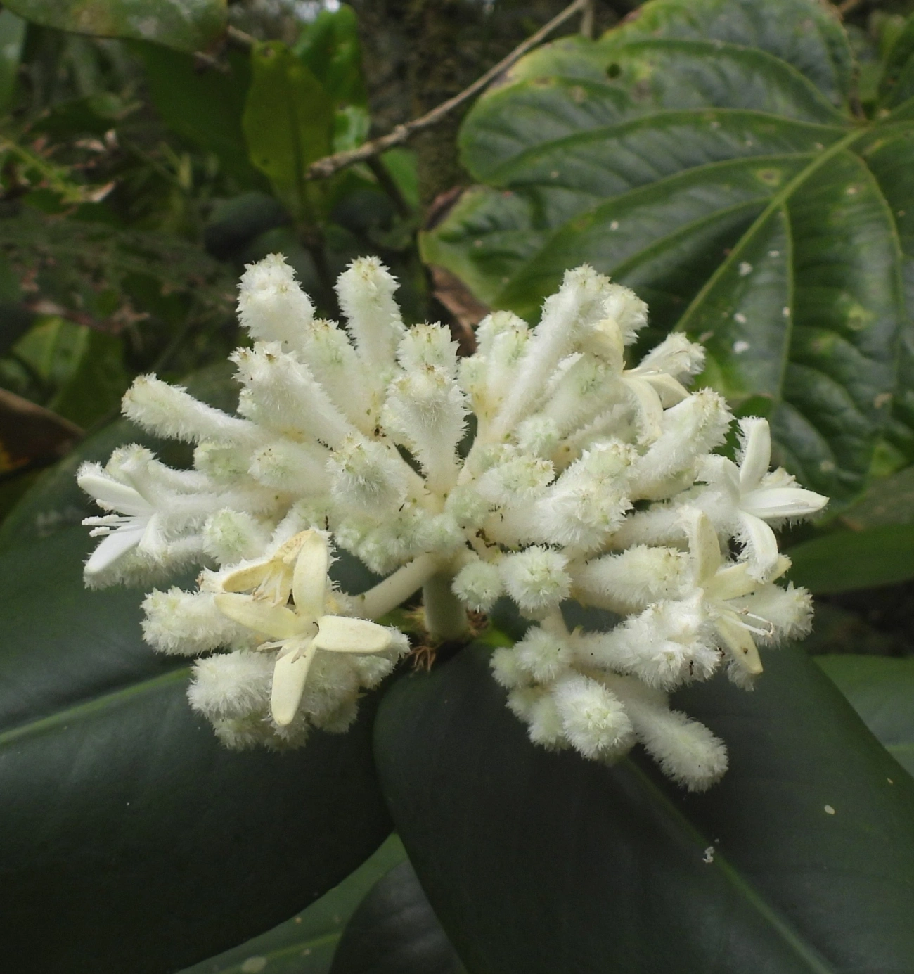 Rudgea, plantas, fotografado em Ilhabela
