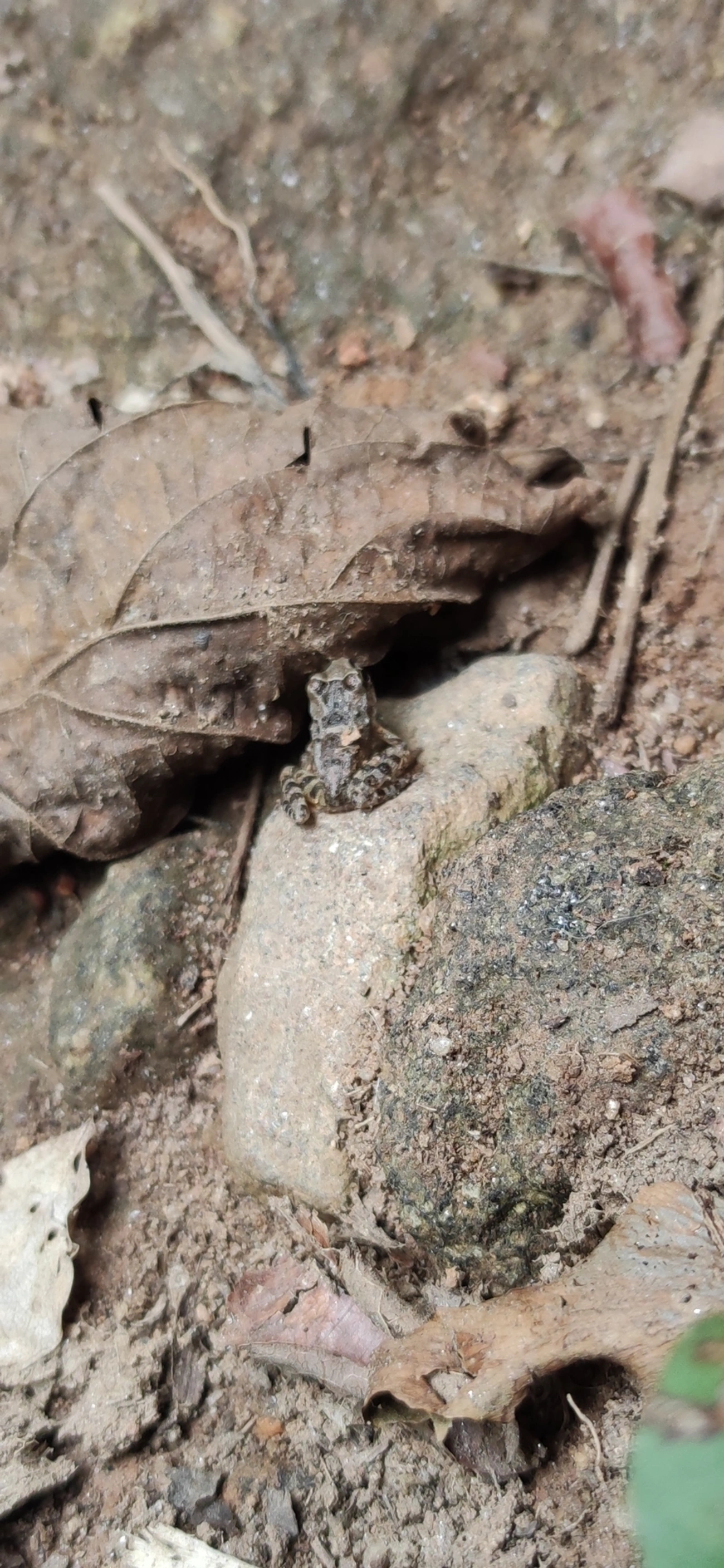 Rã-de-pedra (Thoropa taophora), anfíbios, fotografado em Maresias, São Sebastião