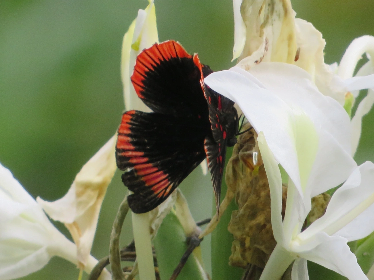 Lyropteryx lyra, insetos, fotografado em Maresias, São Sebastião