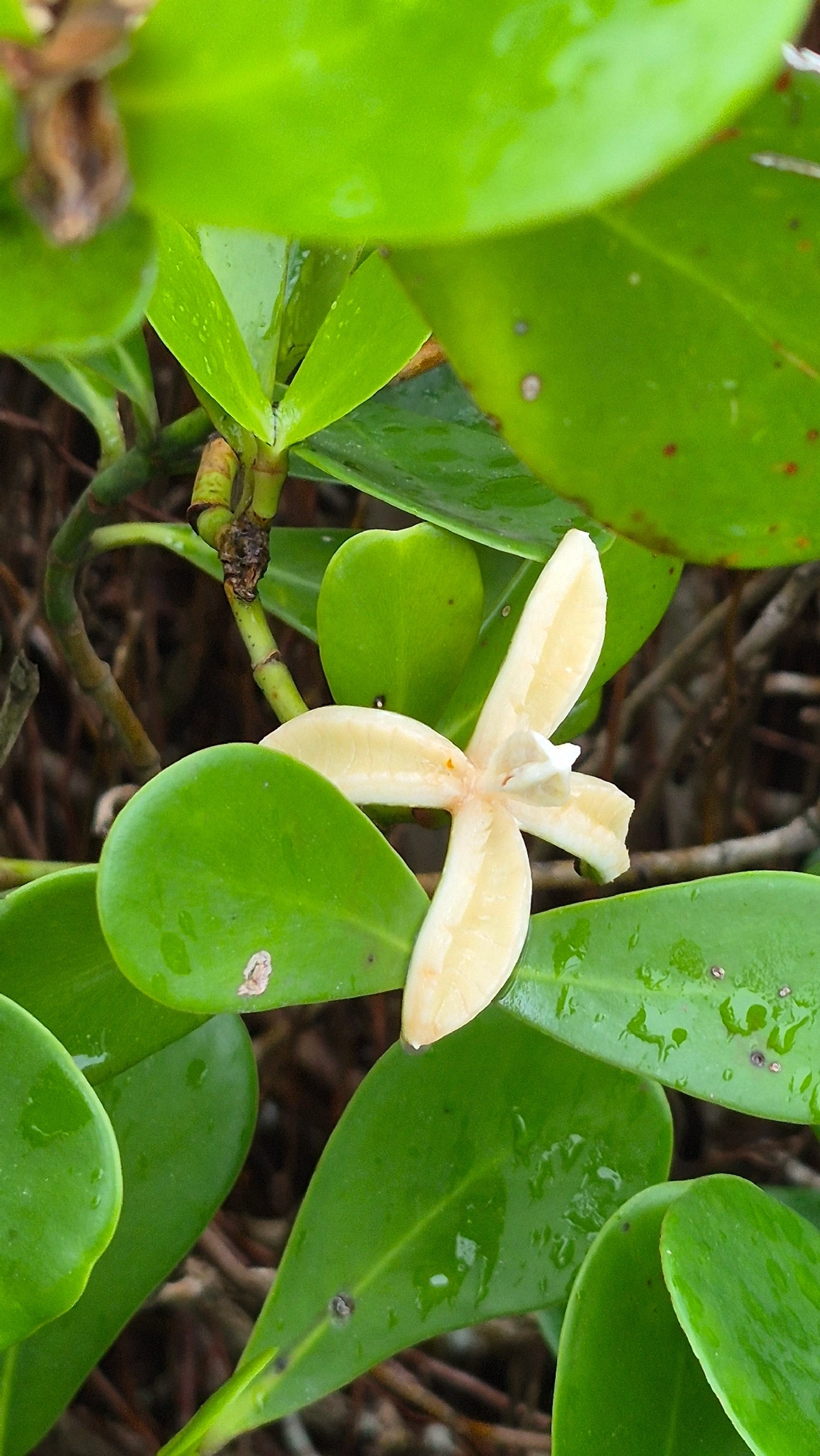 Manga-da-praia (Clusia fluminensis), plantas, fotografado em Caraguatatuba