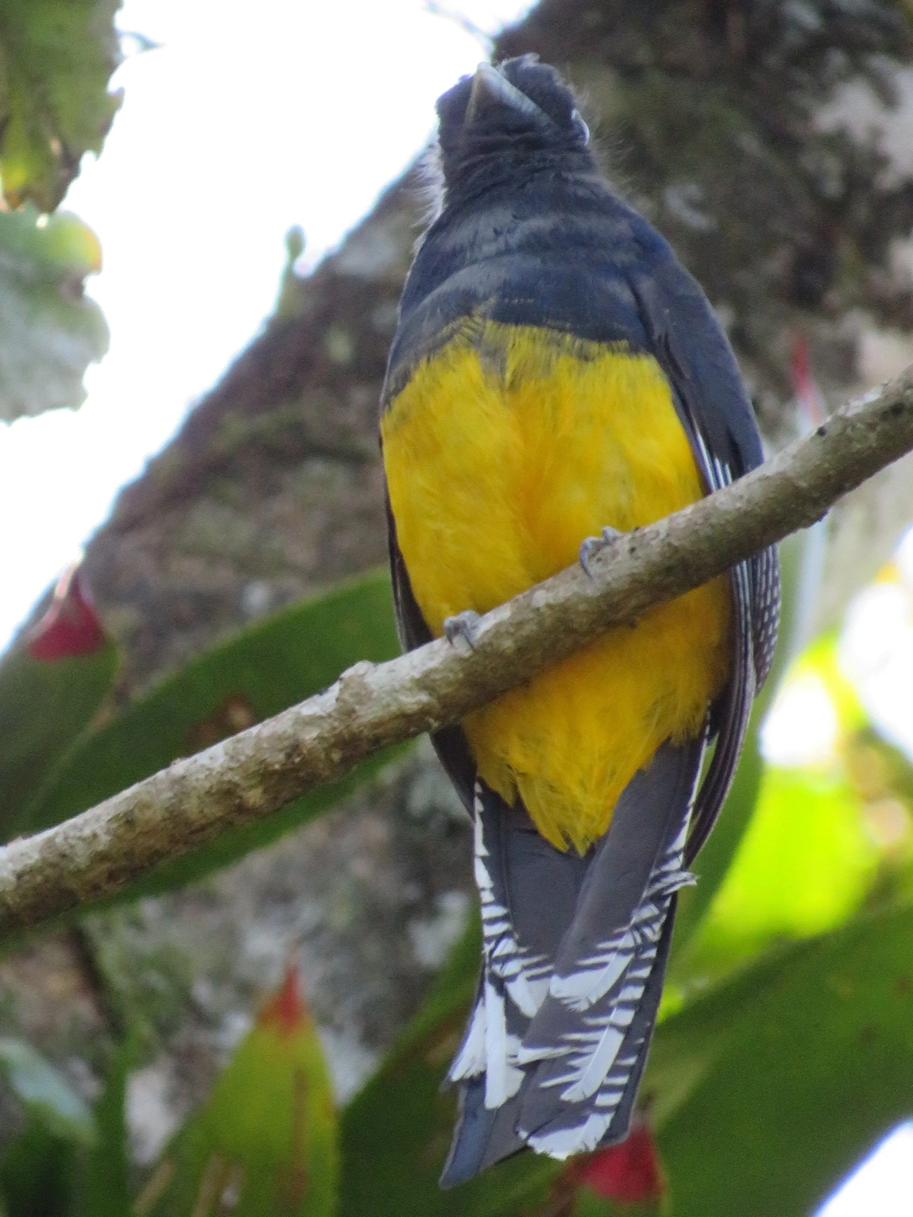 Surucuá-de-barriga-amarela (Trogon viridis), aves, fotografado em Paúba, São Sebastião