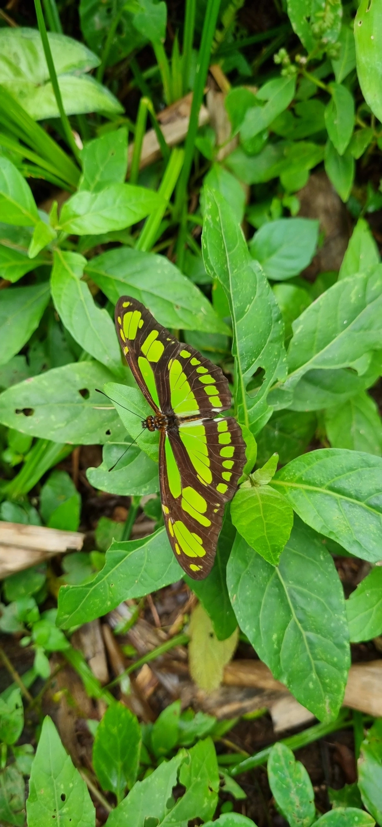 Borboleta-esmeralda (Philaethria wernickei), insetos, fotografado em Paúba, São Sebastião