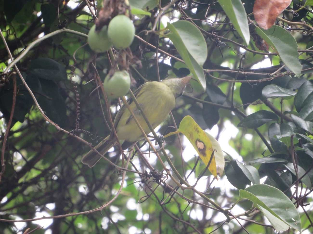 Bico-chato-de-orelha-preta (Tolmomyias sulphurescens), aves, fotografado em Maresias, São Sebastião