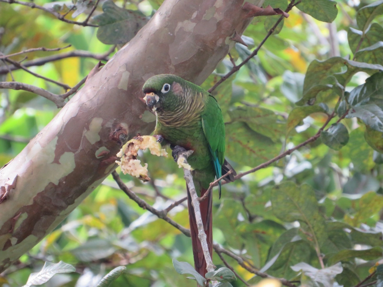 Tiriba-de-testa-vermelha (Pyrrhura frontalis), aves, fotografado em Maresias, São Sebastião