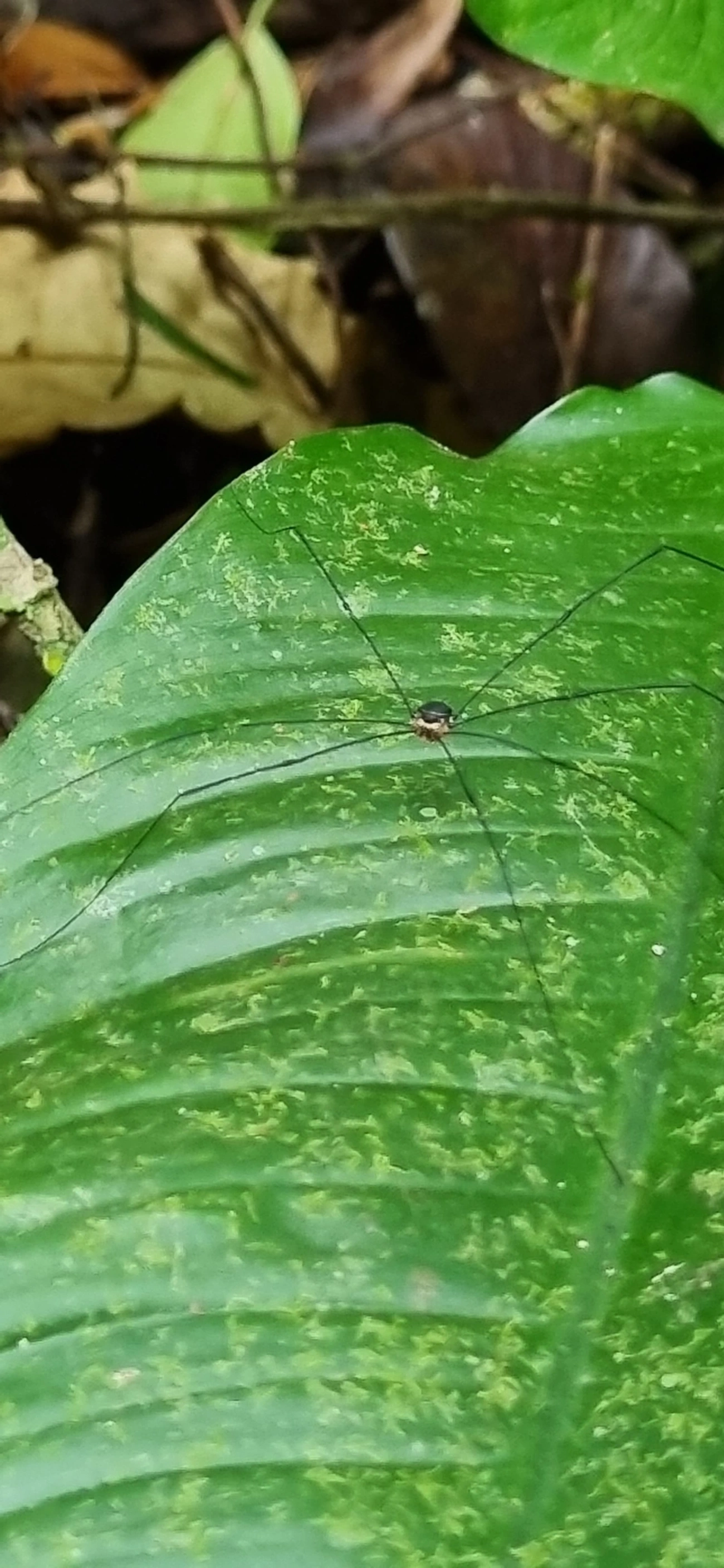 Gagrellinae, aracnídeos, fotografado em Paúba, São Sebastião