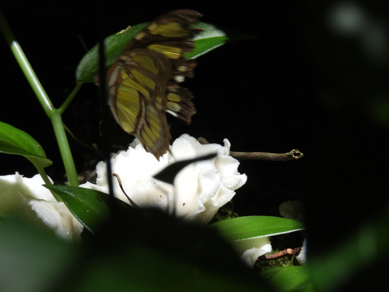Borboleta-malaquita (Siproeta stelenes), insetos, fotografado em Maresias, São Sebastião